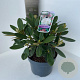 Rhododendron (Y) 'Schneekrone' 30-40 cm 5,0L