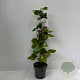 Rubus frut. 'Black Satin' 60-70 cm 2,0L met stok