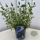 Salvia micr. 'Blue Monrovia' 30-40 cm 2,0L