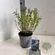 Salvia micr. 'Blue Monrovia' 30-40 cm 2,0L