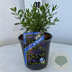 Salvia micr. 'Blue Monrovia' 30-40 cm 2,0L