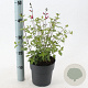Salvia micr. 'Hot Lips' 20-25 cm 2,0L