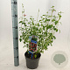 Salvia micr. 'Hot Lips' 20-25 cm 2,0L