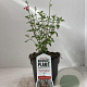 Salvia micr. 'Hot Lips' 20-25 cm 2,0L