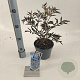 Sambucus nigra Black Lace 30-40 cm 2,0L