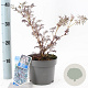 Sambucus nigra Black Lace 30-40 cm 2,0L