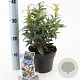Sarcococca h. Winter Gem 20-25 cm 2,0L