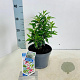 Sarcococca h. Winter Gem 20-25 cm 2,0L