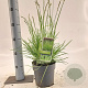 Sesleria autumnalis 25-30 cm 2,0L