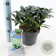 Skimmia j. White Globe 20-25 cm 2,0L