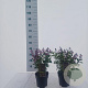 Salvia micr. Gemengd 25-30 cm 2,0L
