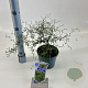 Sophora 'Little Baby' 25-30 cm 2,0L