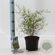 Sophora 'Little Baby' 25-30 cm 2,0L