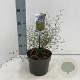 Sophora 'Little Baby' 25-30 cm 2,0L