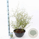 Sophora 'Little Baby' 30-40 cm 7L