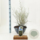 Sophora 'Little Baby' 30-40 cm 7L