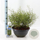 Sophora 'Little Baby' 30-40 cm 7L