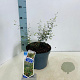 Sophora 'Little Baby' 40-50 cm 5,0L