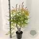 Sorbaria sorbif. 'Sem' 30-35 cm 5,0L
