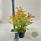Sorbaria sorbif. 'Sem' 30-35 cm 5,0L
