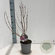 Syringa meyeri Flowerfesta Purple 25-30 cm 2,0L