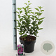 Syringa v. 'And. an Ludwig Späth' 40-50 cm 5,0L