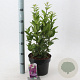 Syringa v. 'Charles Joly' 40-50 cm 5,0L
