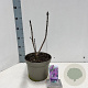 Syringa v. 'Charles Joly' 40-50 cm 5,0L