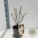 Syringa v. 'Mme Florent Stepman' 30-40 cm 2,0L