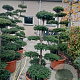 Taxus baccata 170 cm cont. 65L bonsai