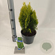 Thuja occ. 'Aurea Nana' 30-35 cm 3,0L