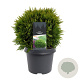 Thuja occidentalis 'Danica Aurea' 25-30 cm 3,5L