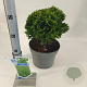 Thuja occ. 'Danica' 25-30 cm 3,0L