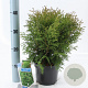 Thuja occ. 'Tiny Tim' 20-25 cm 3,0L