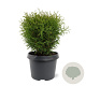 Thuja occ. 'Tiny Tim' 25-30 cm 3,5L