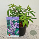 Vitex agnus-castus 20-30 cm 3,0L
