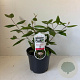 Viburnum burkwoodii 40-50 cm 3,0L