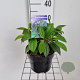 Viburnum davidii 25-30 cm 3,0L
