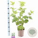 Viburnum opulus 'Roseum' 40-50 cm 2,0L