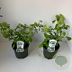 Viburnum plic. 'Newport' 30-40 cm 3,0L