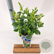 Viburnum tinus 25-30 cm 2,0L