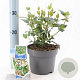 Viburnum tinus 25-30 cm 2,0L
