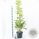 Wisteria sinensis 'Prolific' 120-130 cm 7,5L piramide