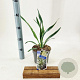 Yucca gloriosa 'Variegata' 25-30 cm 2,0L