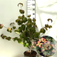 Cornus k. 'Satomi' 60-80 cm 7,5L