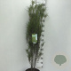 Frangula alnus Fine Line 100-125 cm 10L