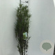 Frangula alnus Fine Line 100-125 cm 10L