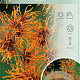 Hamamelis int. 'Jelena' 80-100 cm 12L