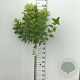 Hydrangea pan. 'Limelight' 100 cm stam 7,5L