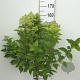 Hydrangea pan. 'Limelight' 100 cm stam 7,5L